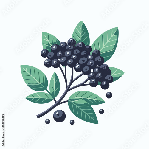 black, elderberry, berry, nature, healthy, herbal, branch, fruit, elder, fresh, organic, sambucus, food, botanical, background, leaf, plant, green, wild, natural, juicy, medicine, ripe, twig, isolated