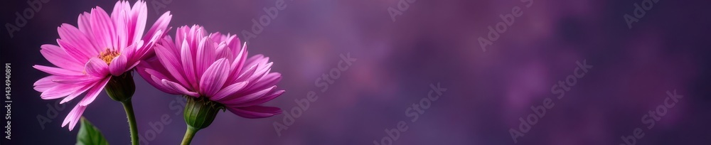 Fototapeta premium Intricate purple and pink cornflower, studio shot , cornflower, aesthetic, spring
