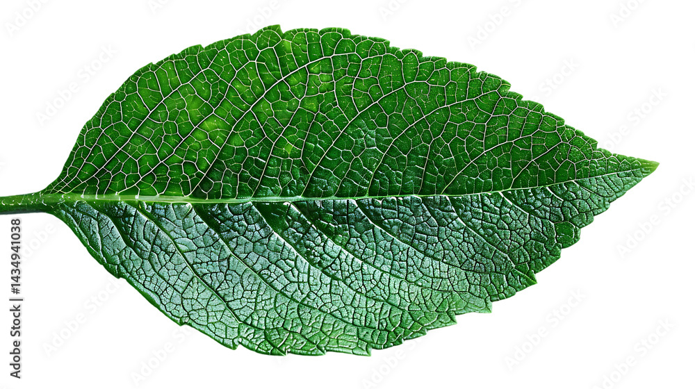 Obraz premium A close-up of a green leaf with visible veins and a smooth texture. The leaf appears to be healthy and is isolated against a white background.