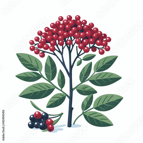 black, elderberry, berry, nature, healthy, herbal, branch, fruit, elder, fresh, organic, sambucus, food, botanical, background, leaf, plant, green, wild, natural, juicy, medicine, ripe, twig, isolated