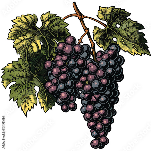 A cute of A cluster of juicy grapes hanging