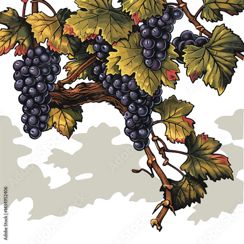 A cute of A cluster of juicy grapes hanging