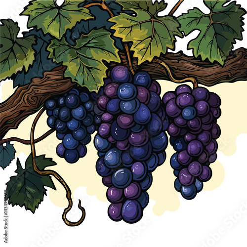 A cute of A cluster of juicy grapes hanging