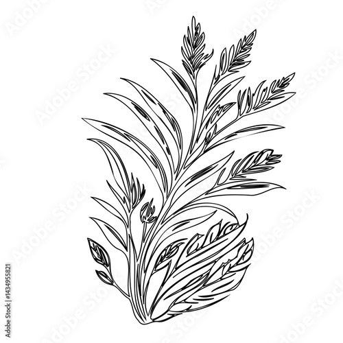 Detailed monochrome sketch of herbaceous plants with spike-like inflorescences