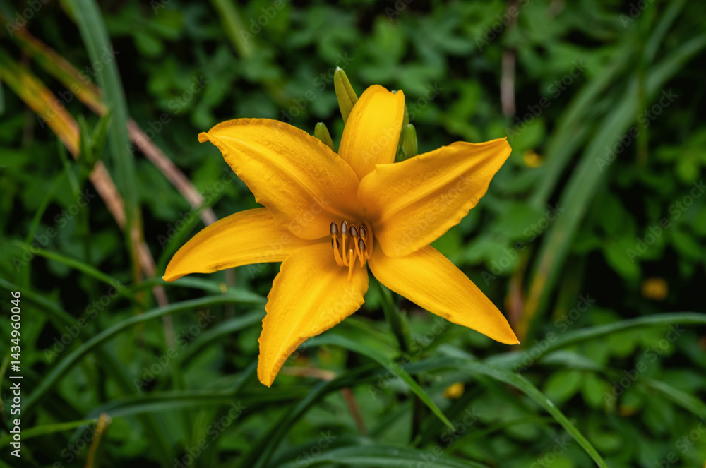 Closeup of a Golden Yellow Lily with a Green Floral Background. Closeup of a Golden Yellow Lily with a Green Floral Background.