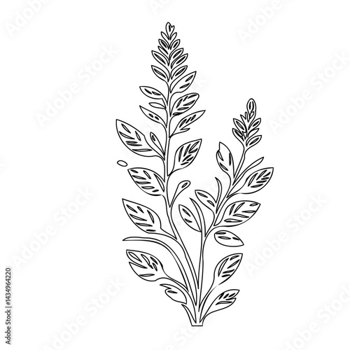 Elegant botanical illustration featuring delicately outlined floral elements and foliage