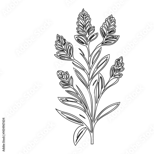 Monochrome botanical illustration showing elongated flower spikes on stem