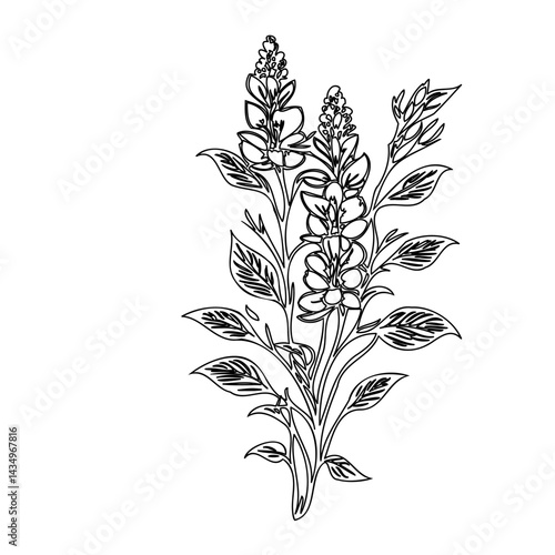 Elegant floral illustration featuring intricate line work of blossoming plant
