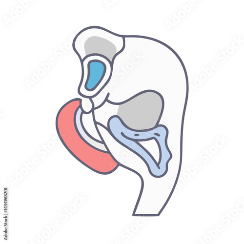 Detailed anatomical illustration of the human throat and larynx