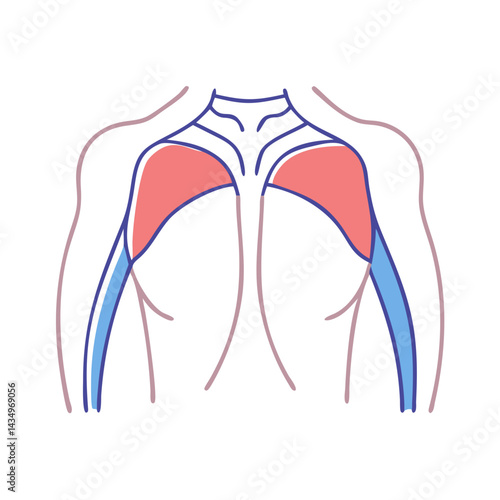 Anatomy of pectoral muscles and upper torso illustration graphic