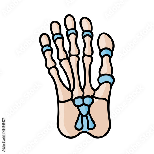 Illustration of human foot skeleton isolated on black background