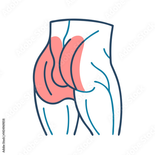 Illustration of human buttocks showing muscular anatomy outline art