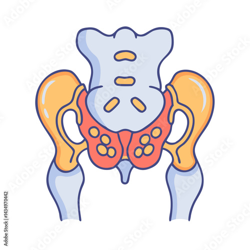Vector graphic of human pelvic bones for medical study