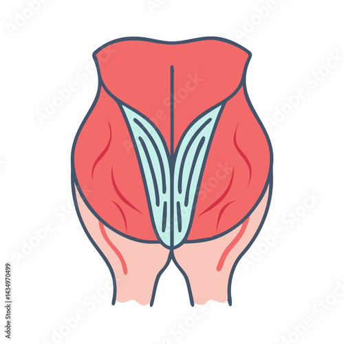 Vector illustration of human gluteus muscles anatomy concept