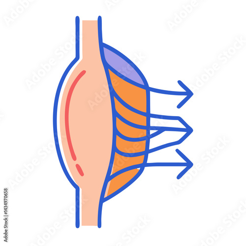 Stylized anatomical illustration showing pinnate muscle fiber arrangement