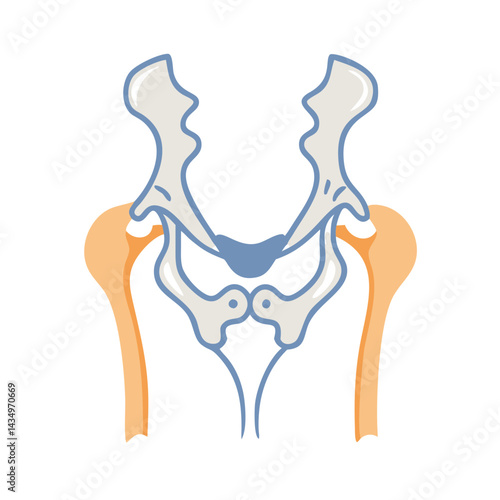 Flat design pelvic bone and femur illustration on black