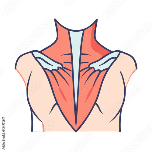 Posterior human anatomy showing muscles of the shoulder and neck