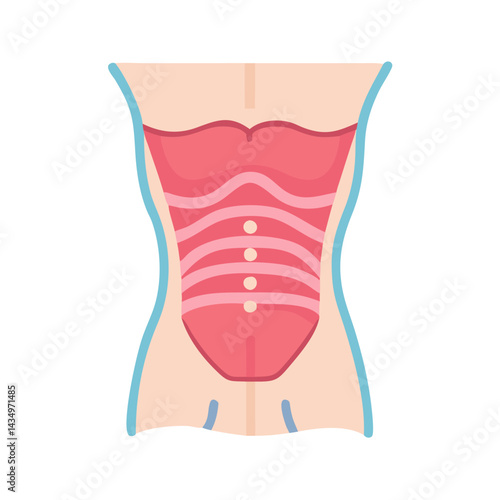 Stylized flat vector illustration of human abdomen muscles