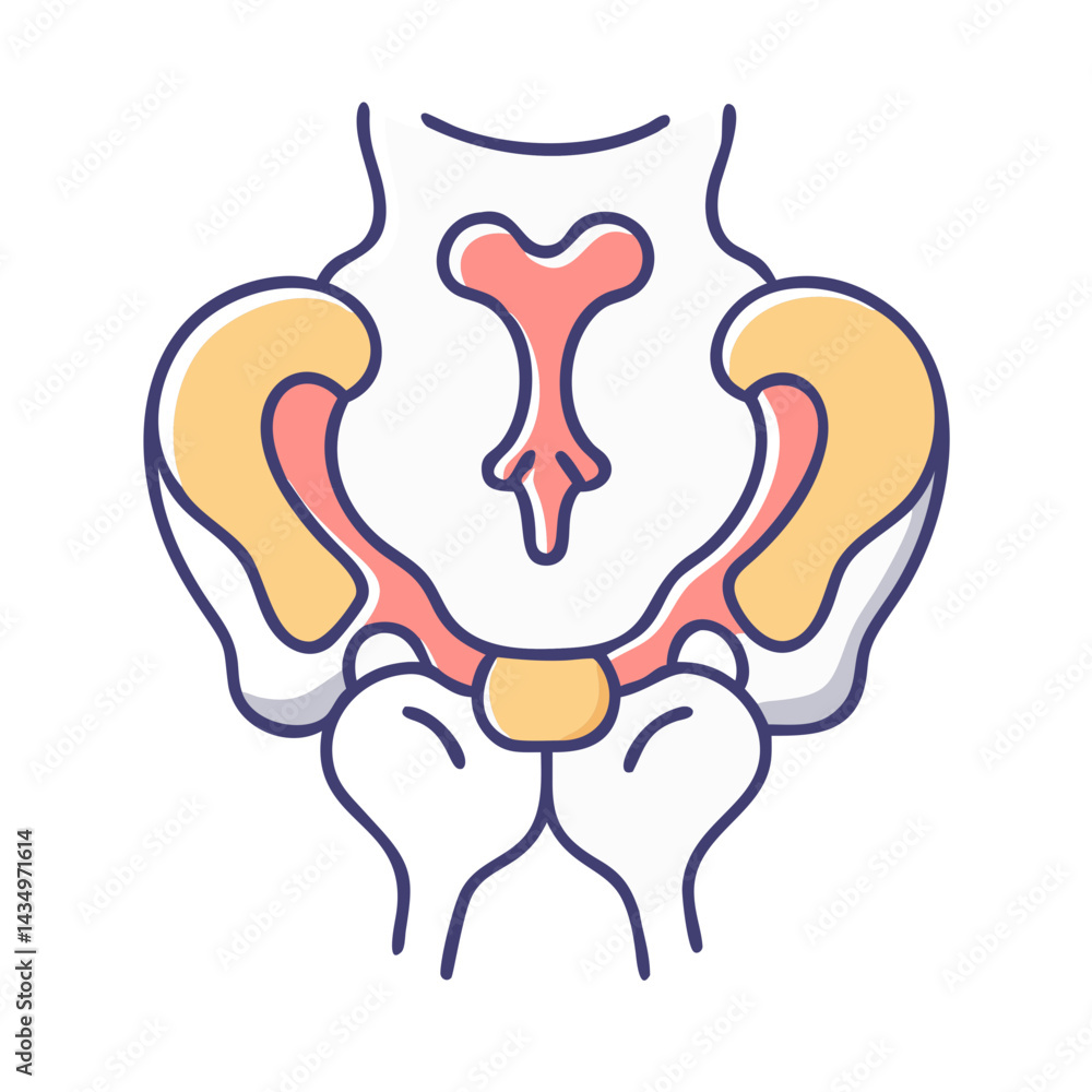 Obraz premium Stylized vector diagram of the human pelvic structure