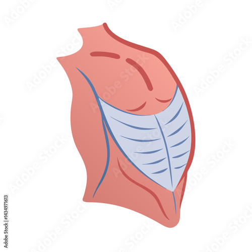 Anatomical illustration of human pectoral muscles, front view, flat design