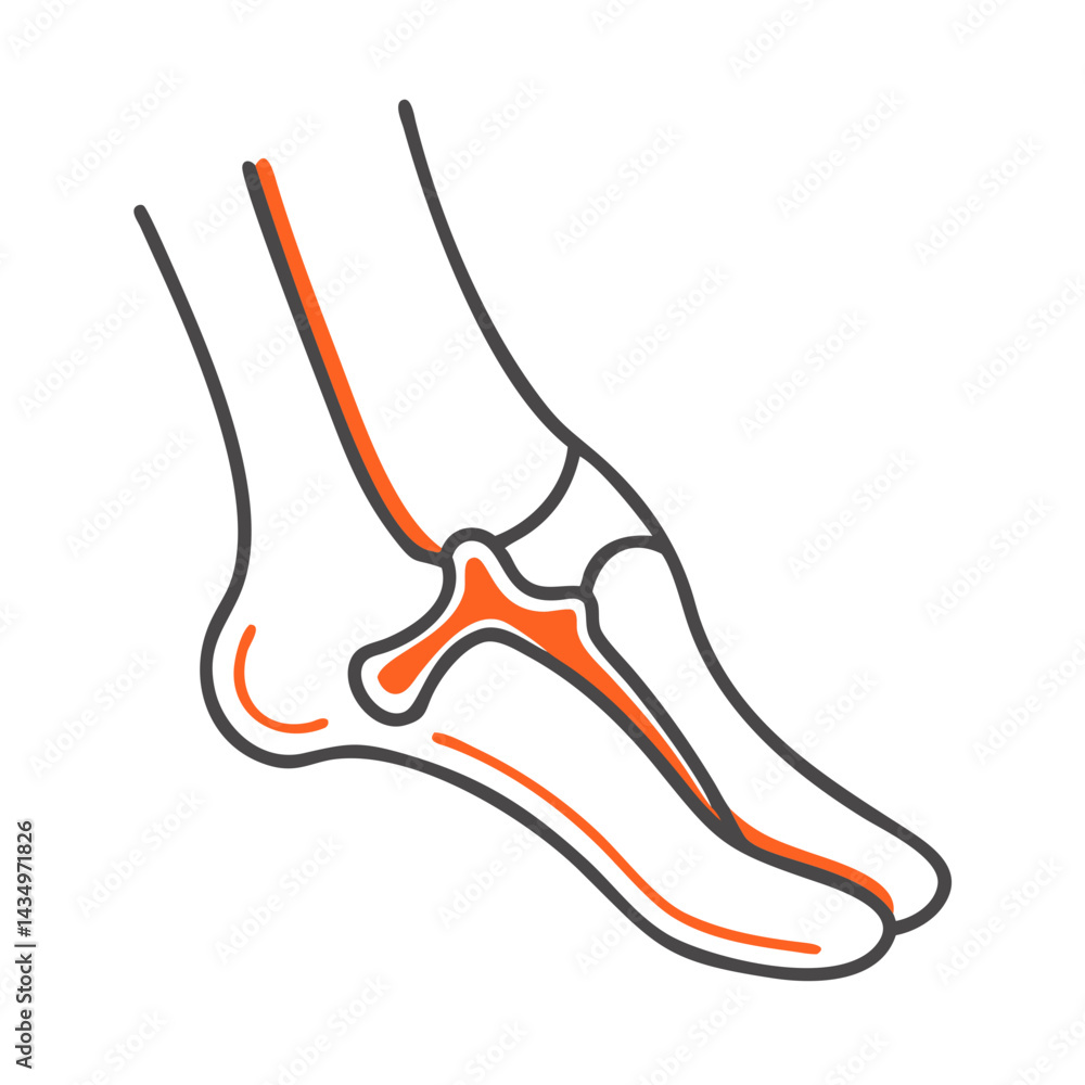 Anatomical Foot Bones Illustration with Orange and Gray Lines Anatomical Foot Bones Illustration with Orange and Gray Lines