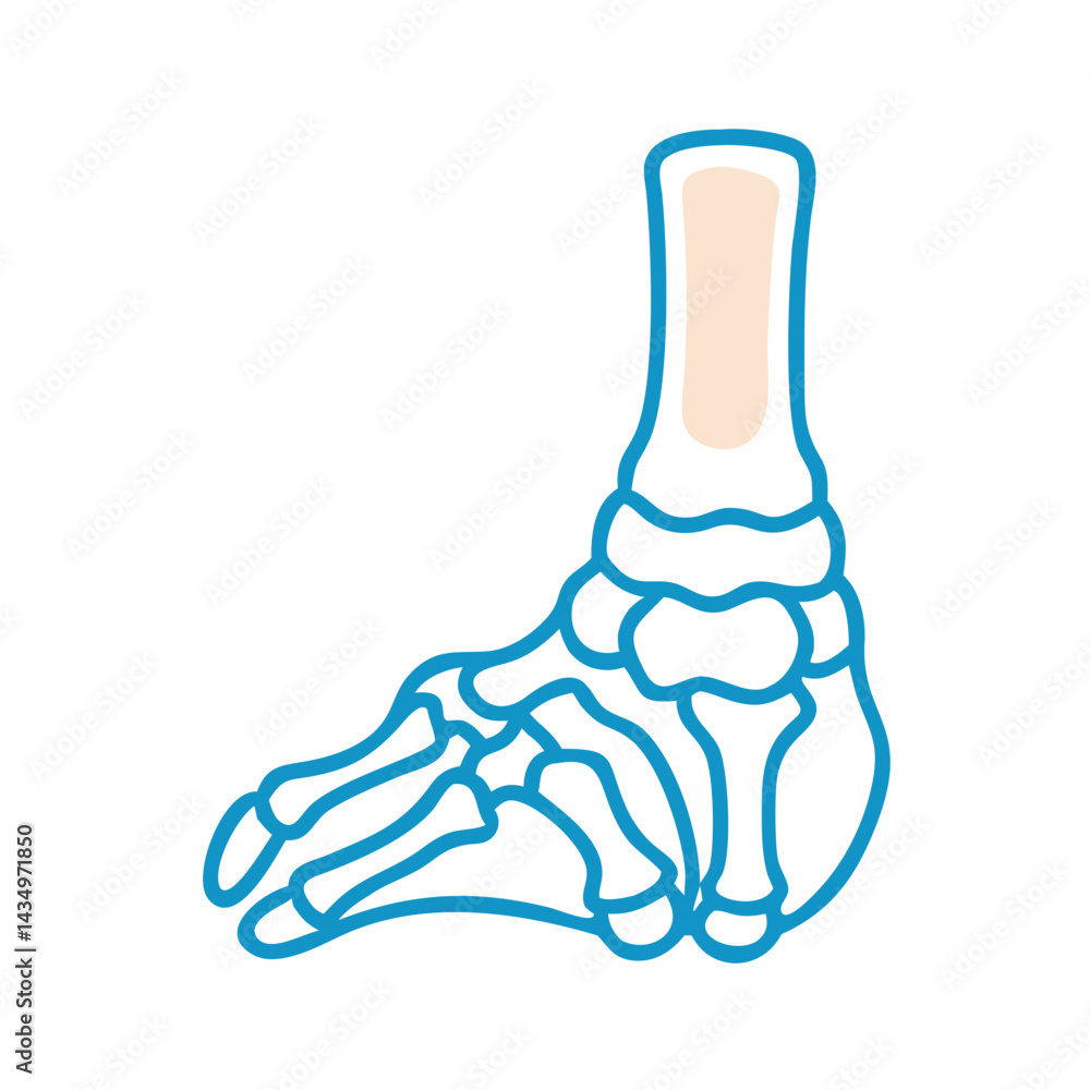 Stylized foot bones with outline on a black background Stylized foot bones with outline on a black background