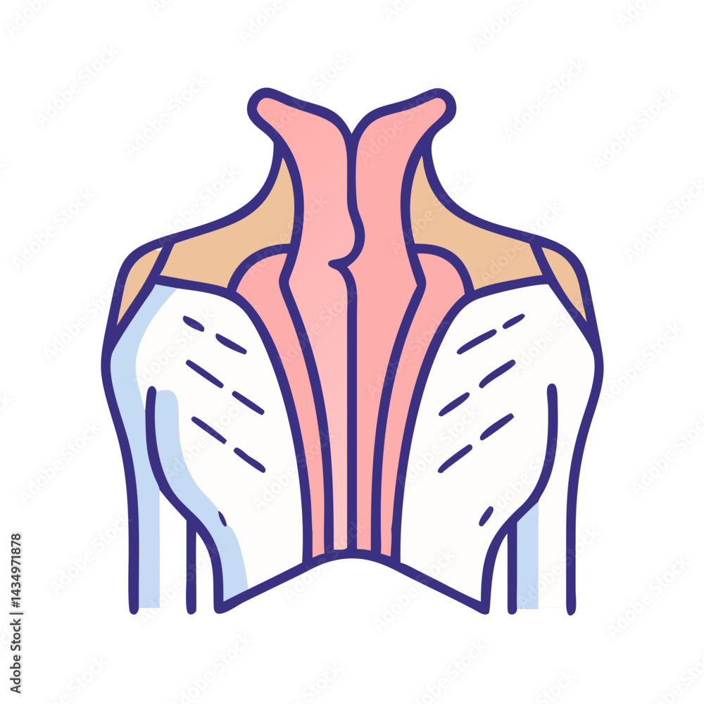 Colorful stylized illustration of the human back and shoulder muscles Colorful stylized illustration of the human back and shoulder muscles