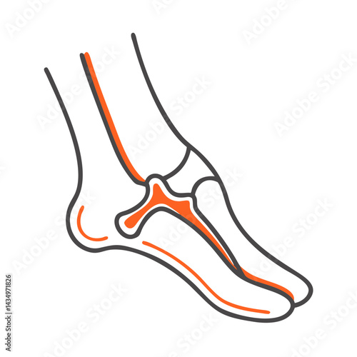 Anatomical Foot Bones Illustration with Orange and Gray Lines