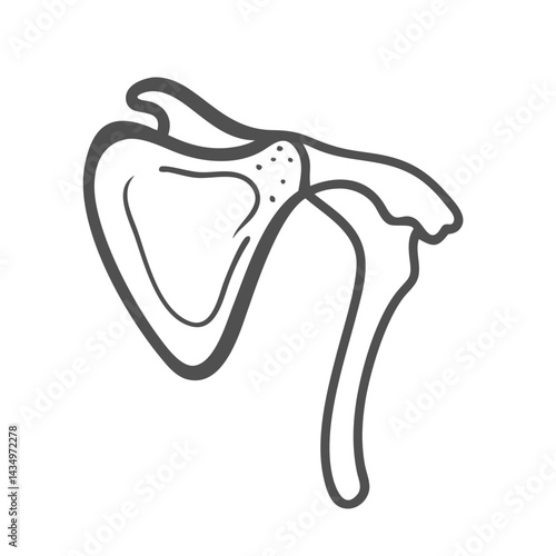 Shoulder bone illustration with neutral color on black background