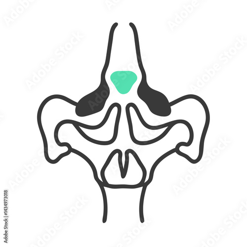 Simplified sinus cavity illustration with frontal sinus highlighted shape
