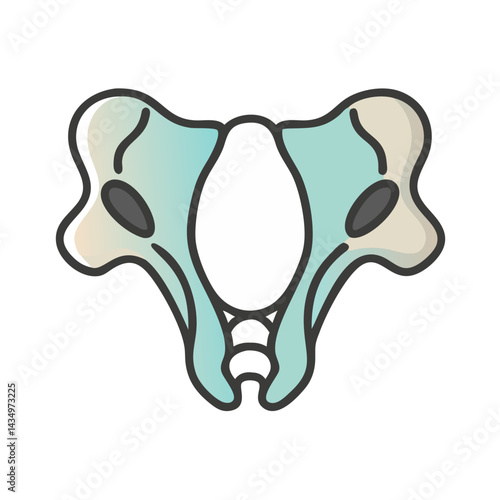 Vector illustration of pelvic bone anatomy in flat style