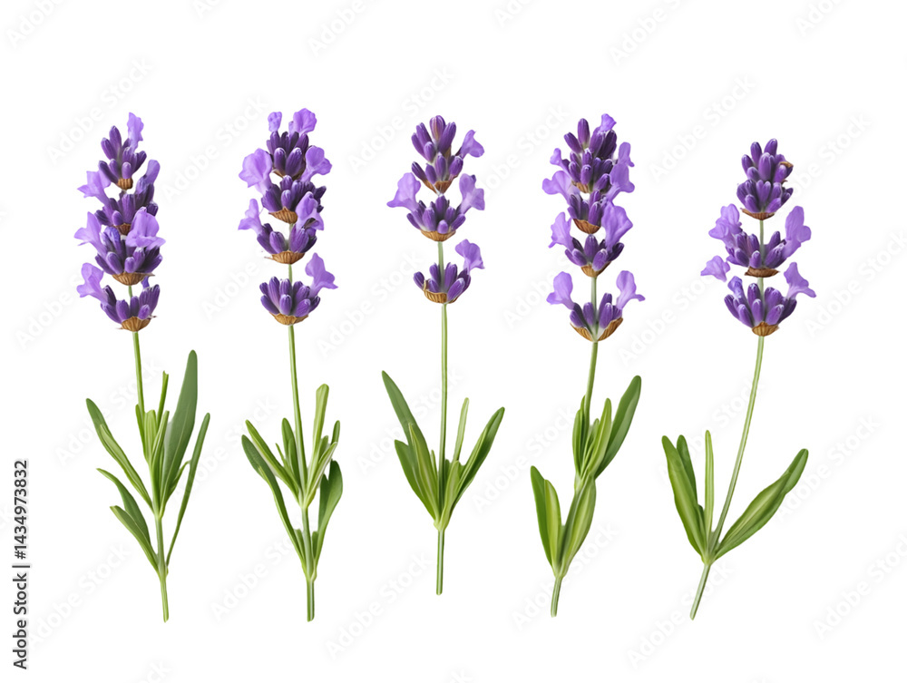 Naklejka premium Five detailed lavender sprigs