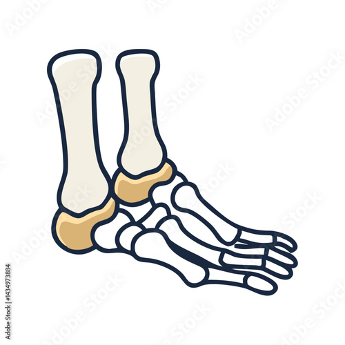 Foot bones anatomical illustration for medical and educational purposes