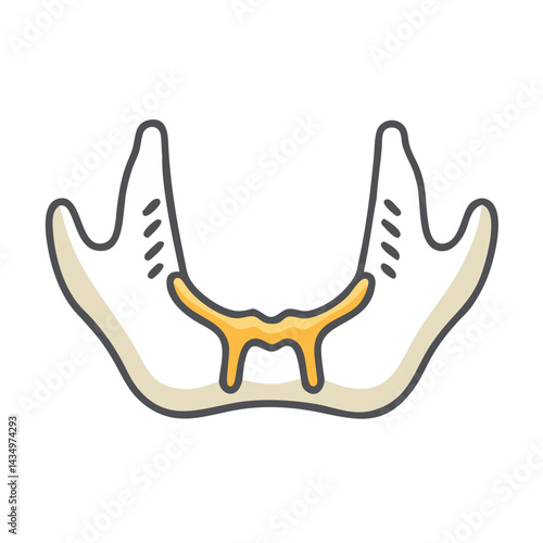 Human mandible anatomical vector illustration graphic over black backdrop