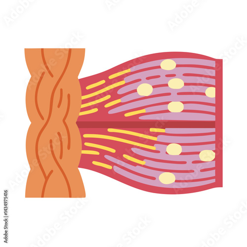 Skeletal muscle tissue representation in flat minimalist style illustration