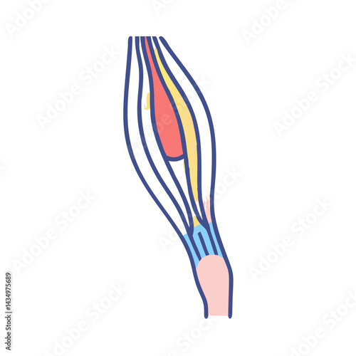 Anatomical illustration showcasing human muscles tendons and skeletal structure