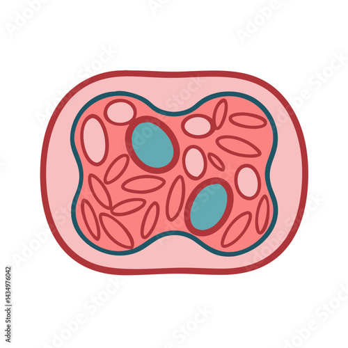 Simple illustration of a biological cell with various components