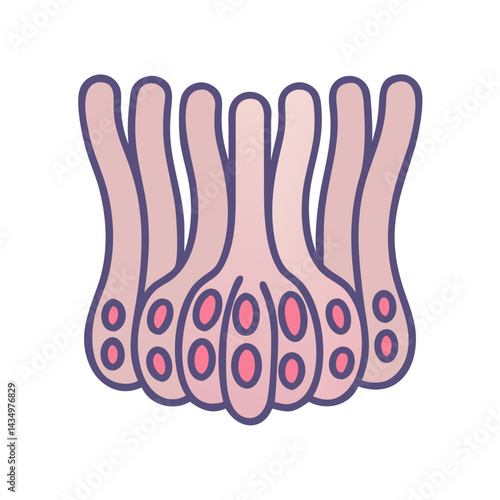 Graphic depiction of glandular epithelial tissue with distinctive pink hues