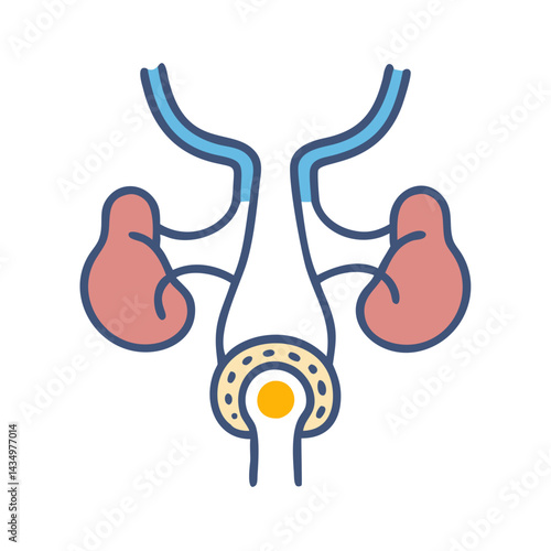 Stylized illustration of the human male reproductive system anatomy