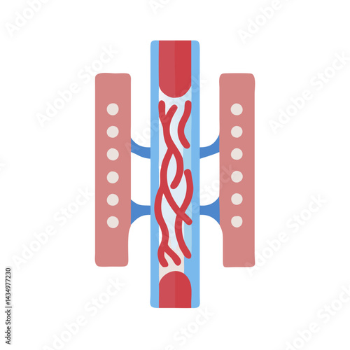 Blood vessel illustration with circulation and exchange of fluids