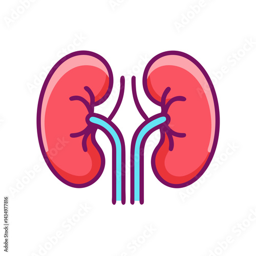 Anatomical Kidney Illustration for Healthcare and Medical Concepts