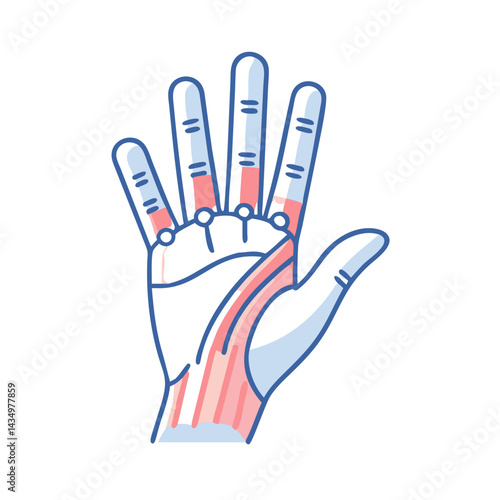 Anatomical hand illustration showing muscles and skeletal structure