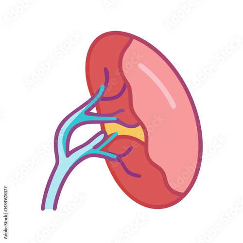 Stylized kidney illustration showing vasculature and internal anatomy