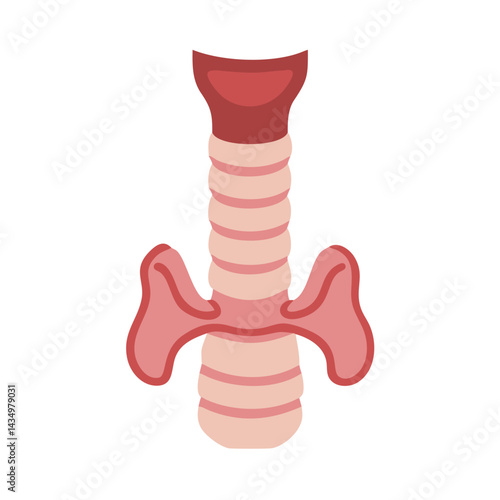 Simplified human trachea with bronchi cartoon on black background