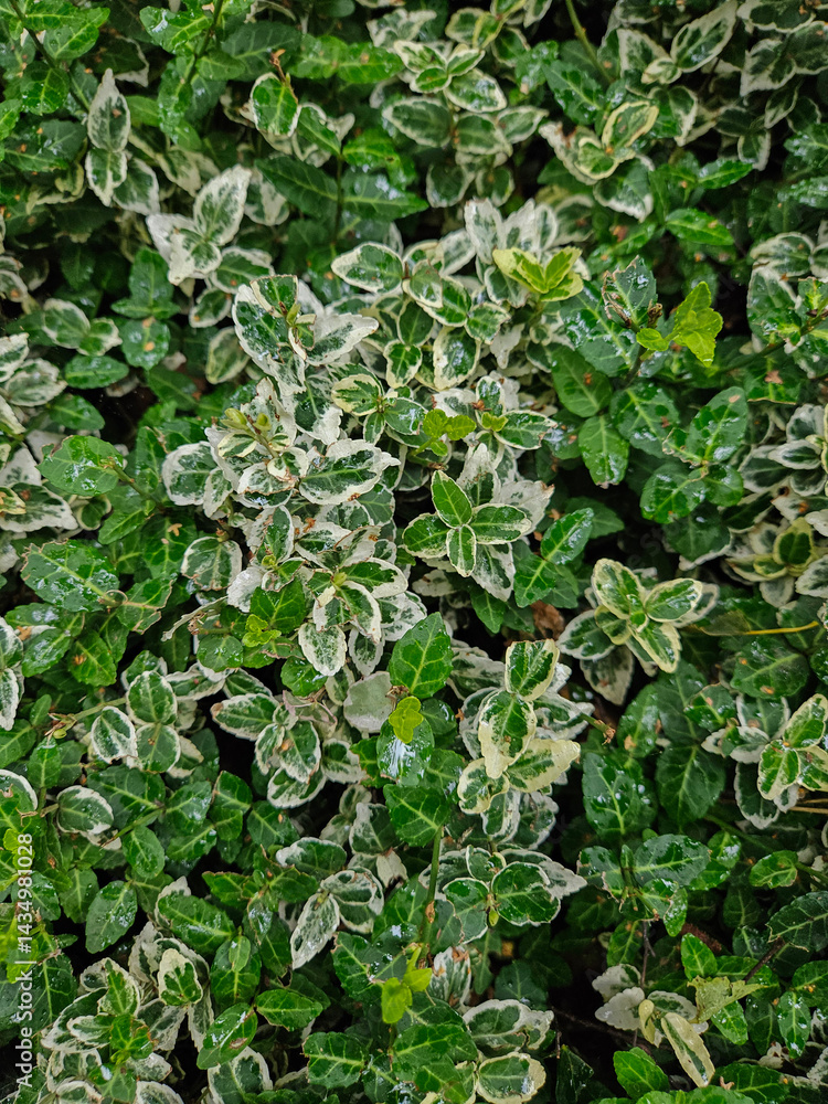 Looking down from an overhead view at the green and white vibrant lush foliage of plants in a backyard garden. Looking down from an overhead view at the green and white vibrant lush foliage of plants in a backyard garden.