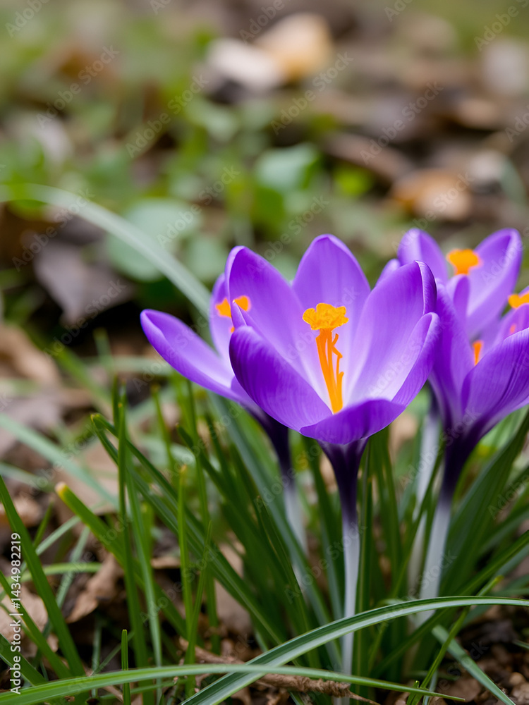 purple crocus purple crocus