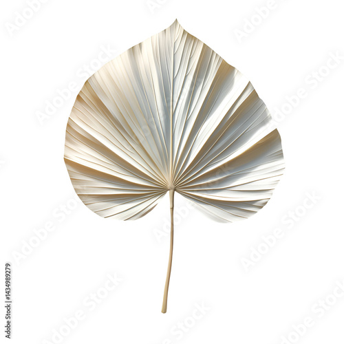Elegant Cream Palm Leaf Isolated on Black Background,