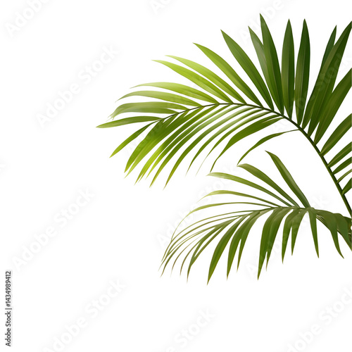 Lush Green Palm Fronds on Black Background,
