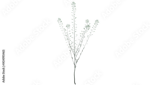 Weed