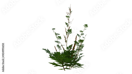 Weed